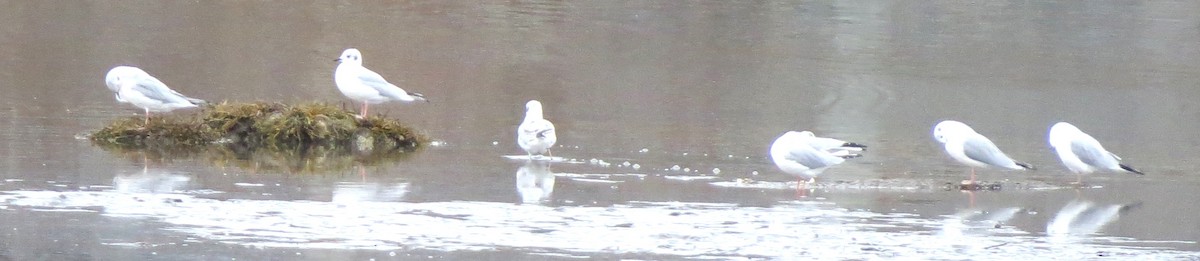 Küçük Karabaş Martı - ML646719672