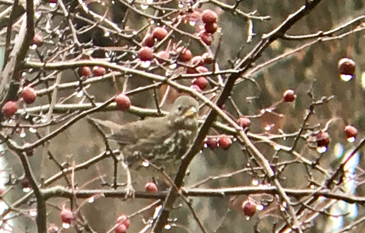 Tilki Renkli Serçe - ML646719673