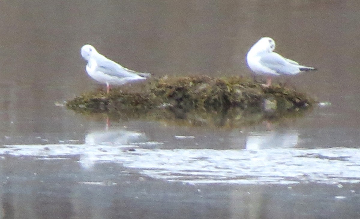 Küçük Karabaş Martı - ML646719674