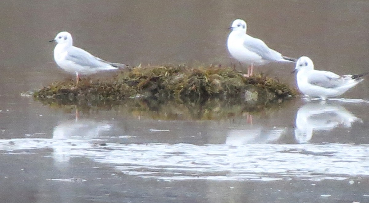 Küçük Karabaş Martı - ML646719676