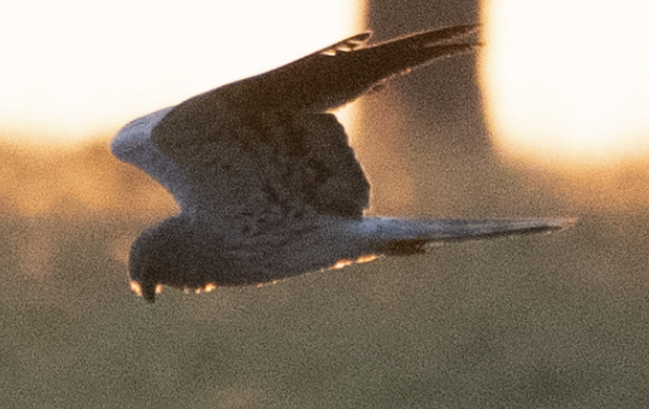 Çayır Delicesi - ML646719677