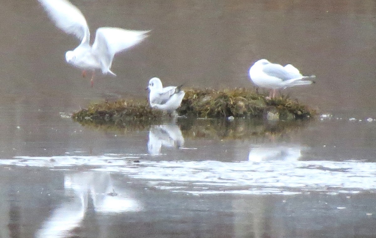 Küçük Karabaş Martı - ML646719678