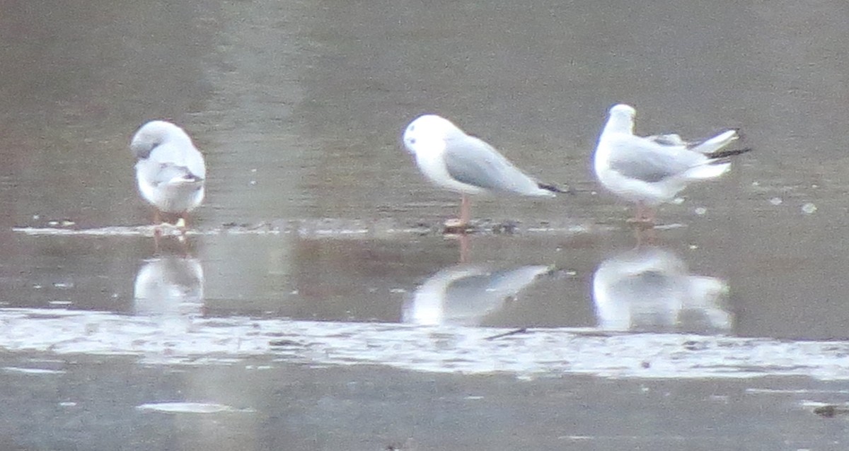 Küçük Karabaş Martı - ML646719679