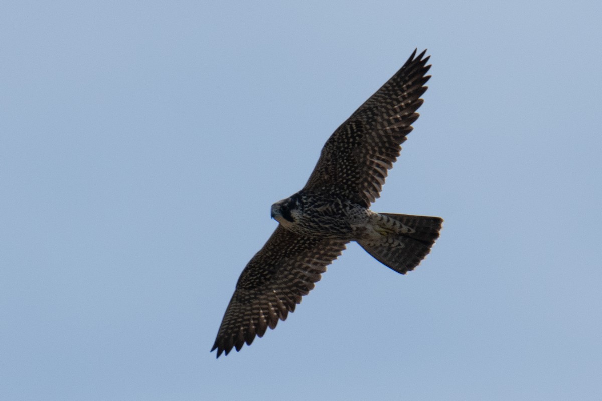 Gökdoğan - ML646719683