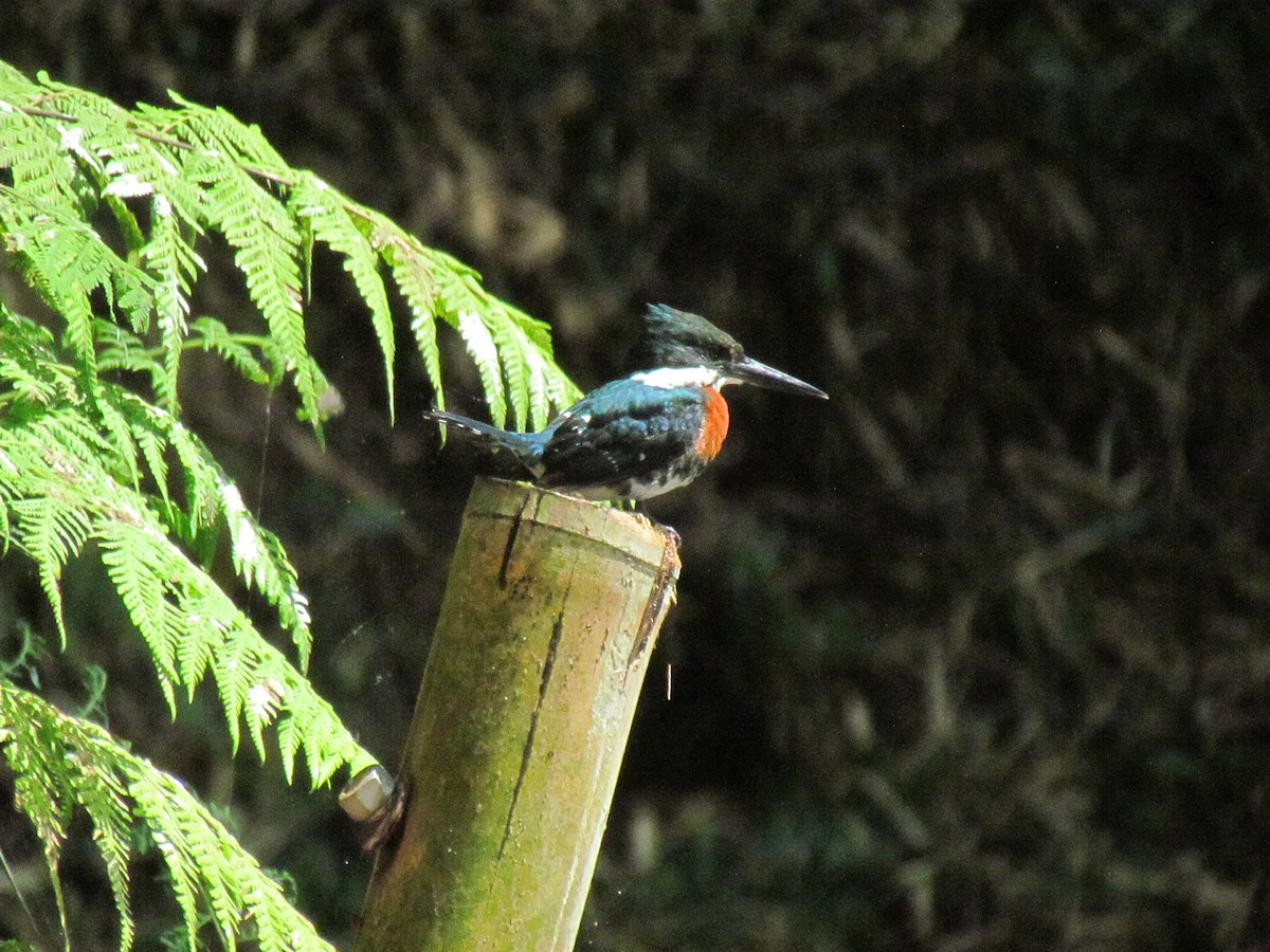 Yeşil Yalıçapkını - ML646719684