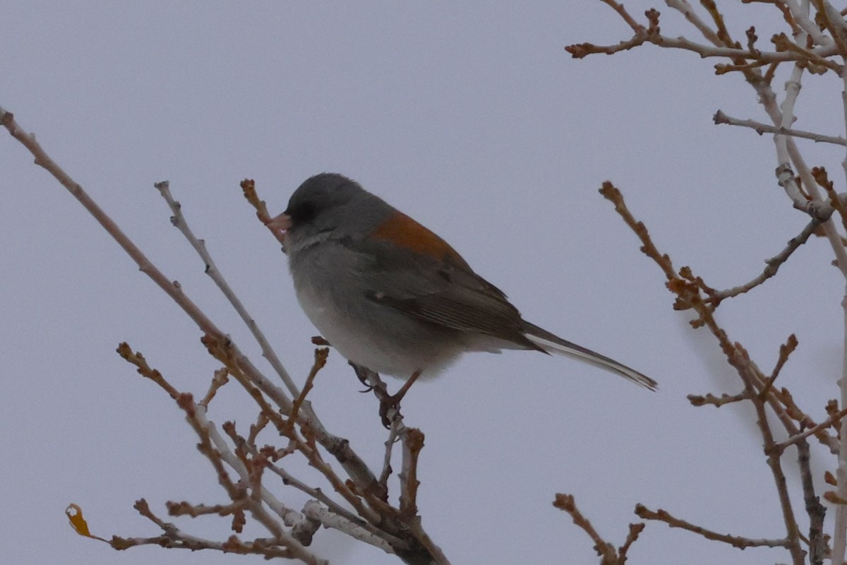 Kara Gözlü Junko (caniceps) - ML646719685