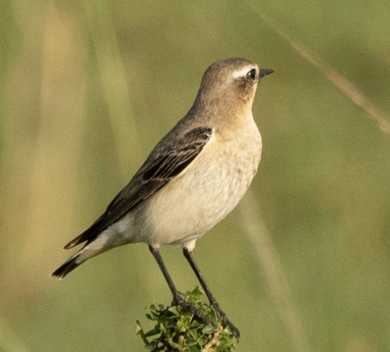 Kuyrukkakan - ML646719687