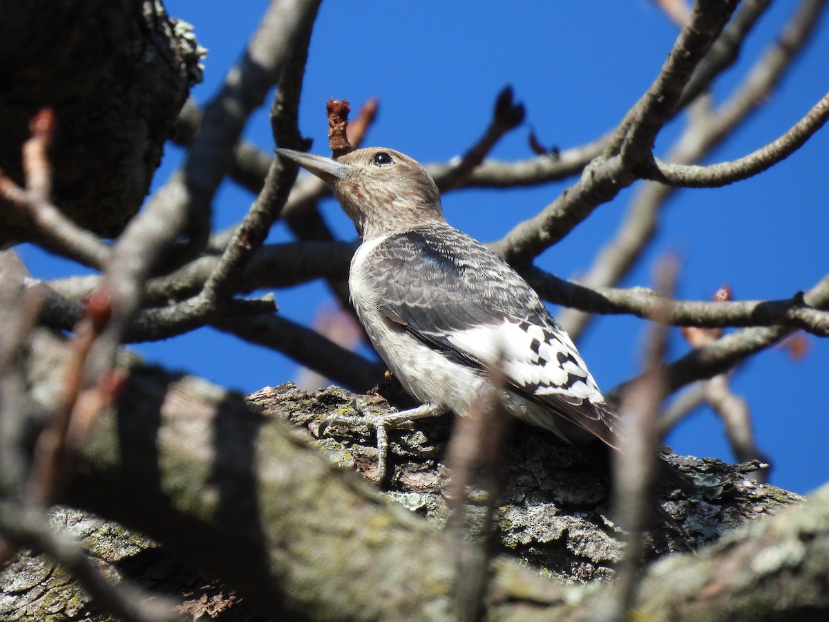 Red-headed Woodpecker - ML646719688