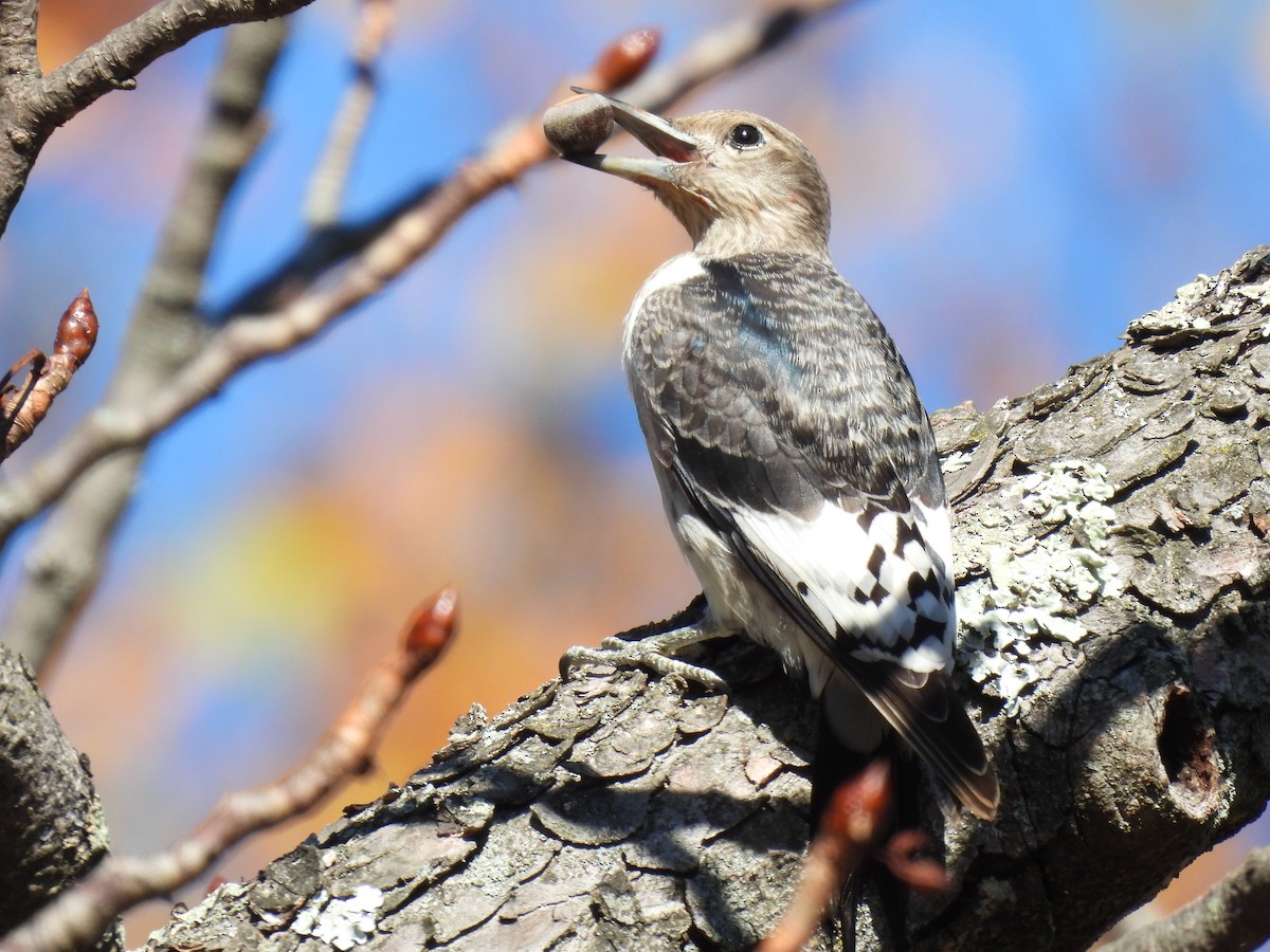 Red-headed Woodpecker - ML646719689