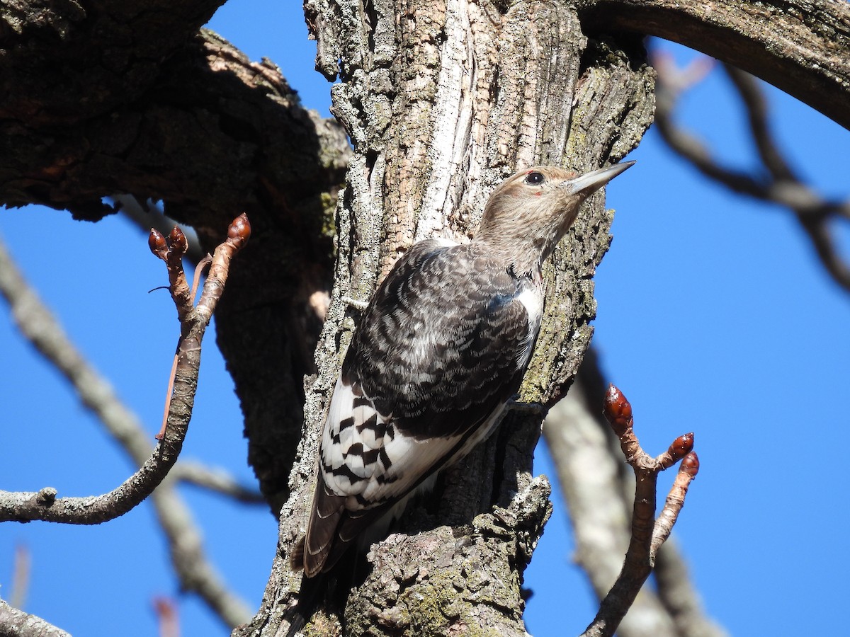 Red-headed Woodpecker - ML646719691
