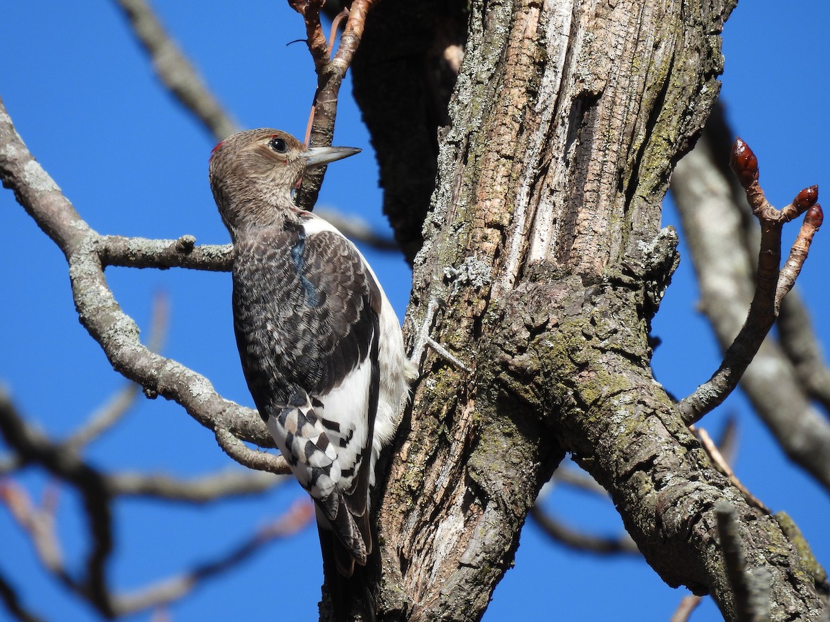 Red-headed Woodpecker - ML646719692