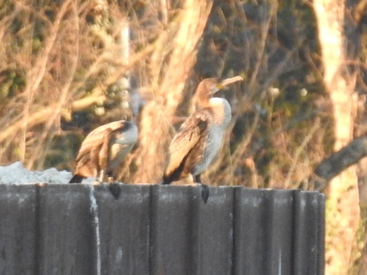 Karabatak - ML646719694