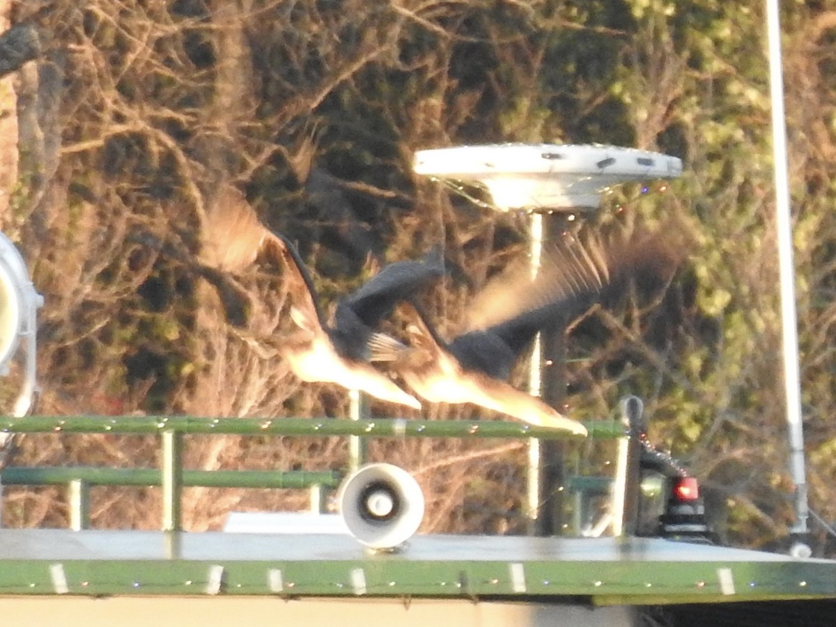 Karabatak - ML646719695