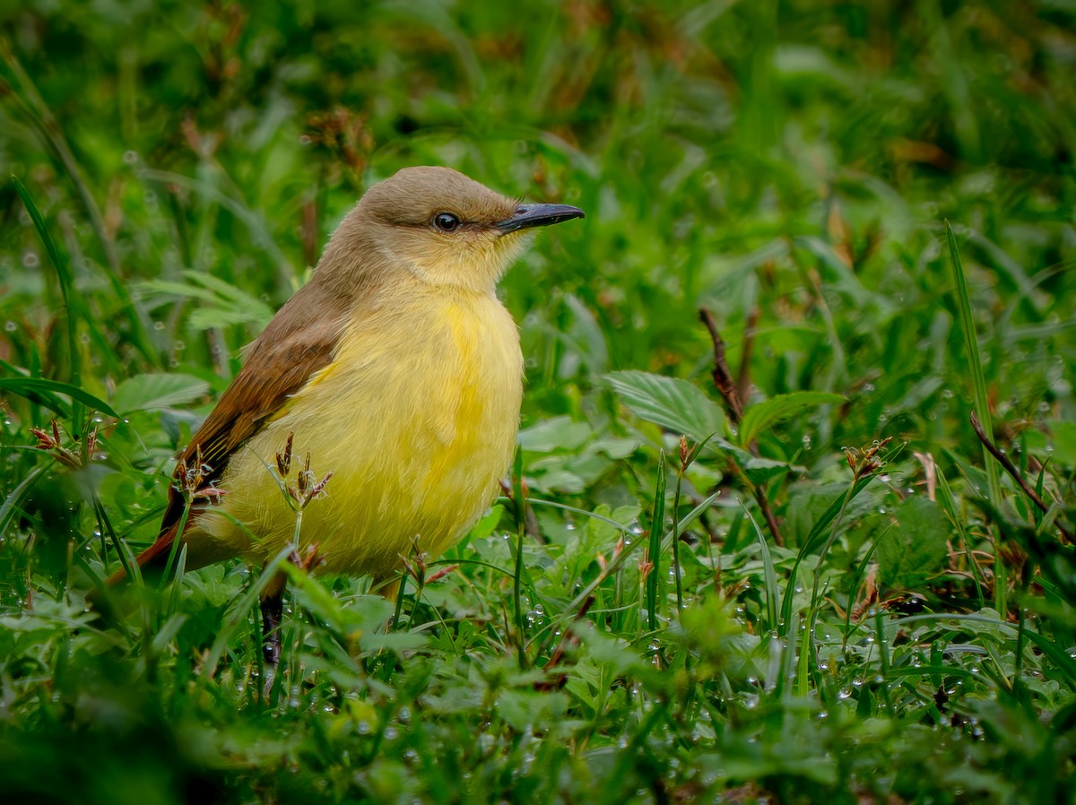 Cattle Tyrant - ML646719698