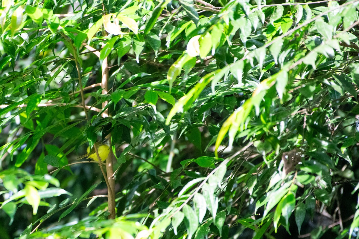 Bambusdickichtsänger - ML646719701