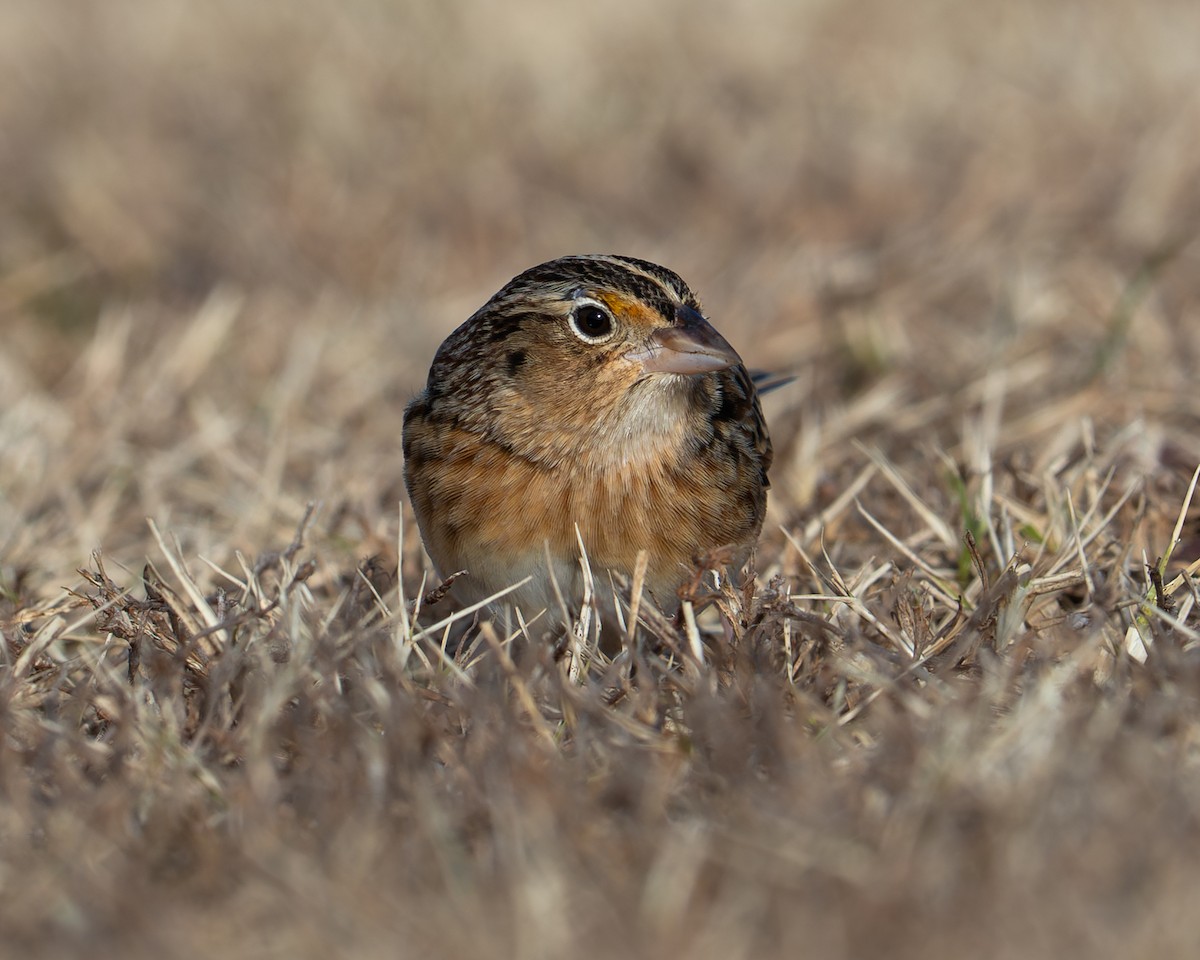 Кузнечиковая овсянка-барсучок - ML646719703