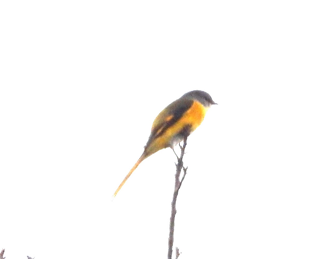 Gray-chinned Minivet - ML646719704