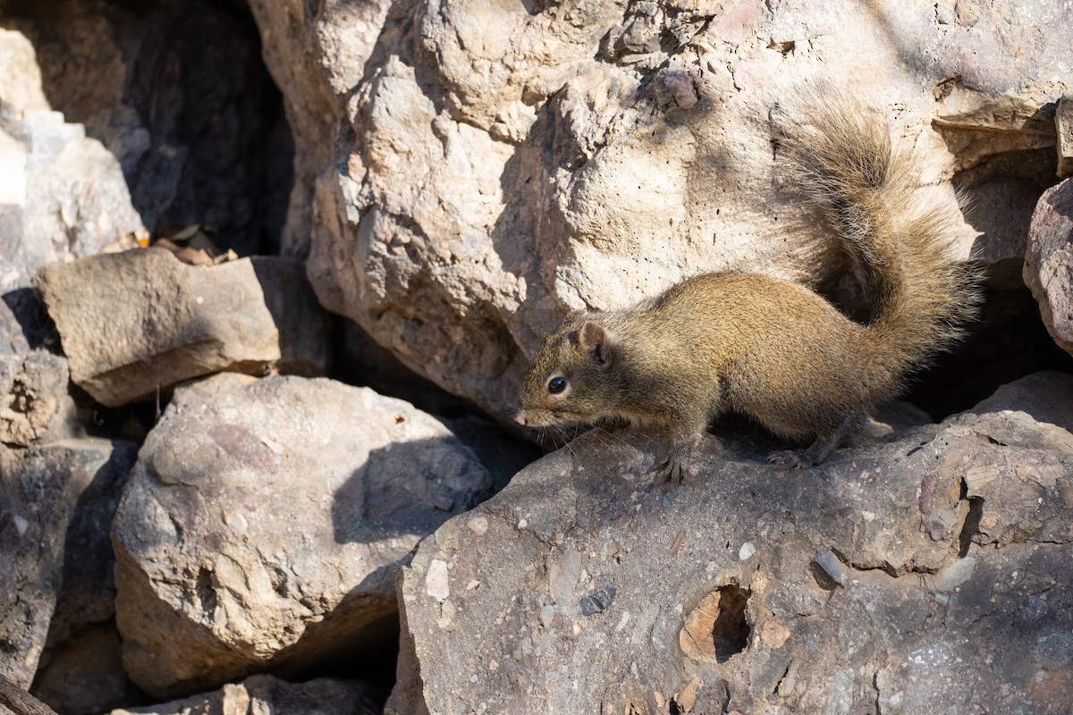 Chinesisches Felsenhörnchen - ML646719705