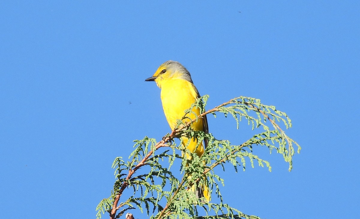 Scarlet Minivet - ML646719708