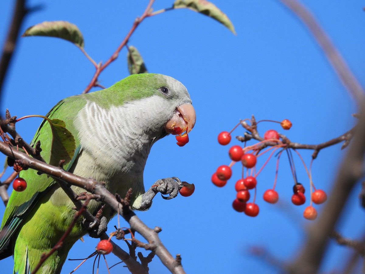 Parrocchetto monaco - ML646719709