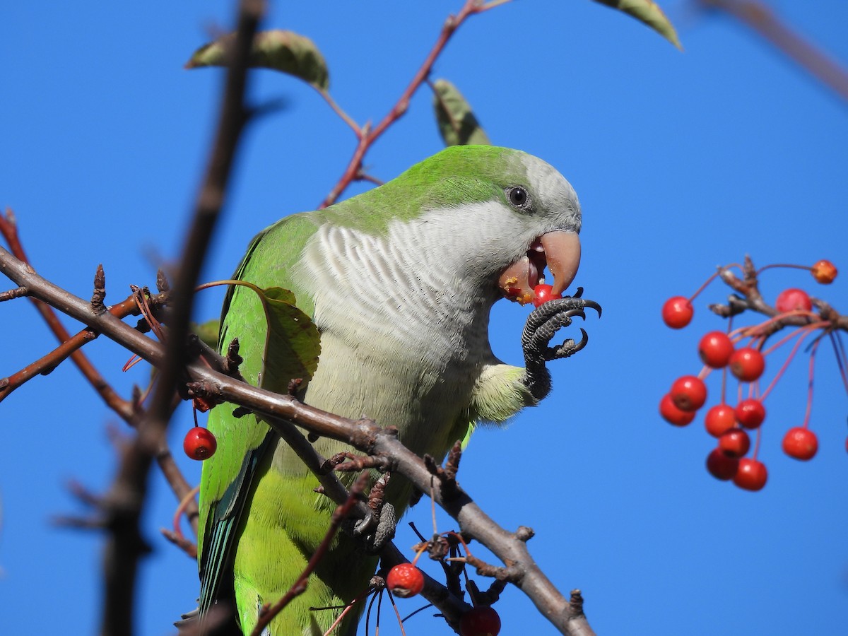 Parrocchetto monaco - ML646719710