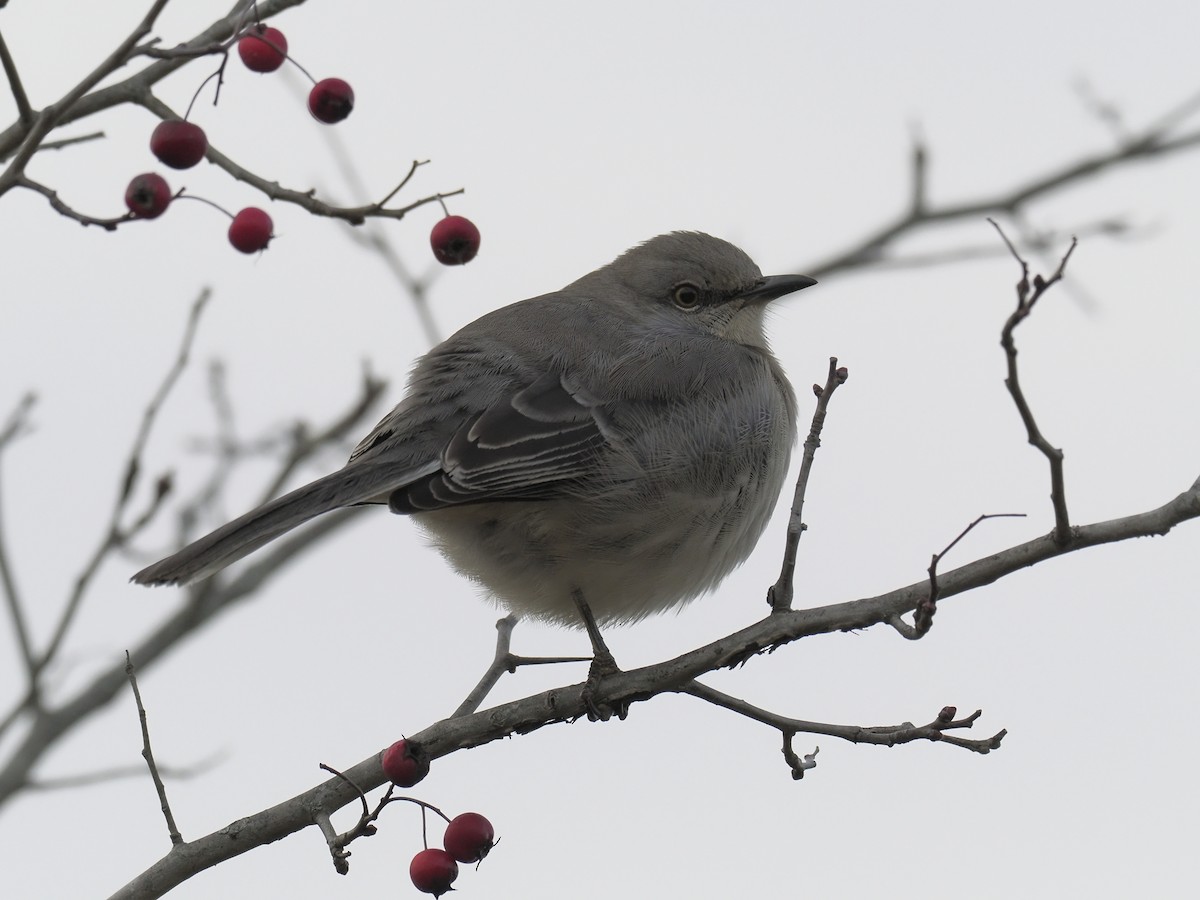 Многоголосый пересмешник - ML646719713