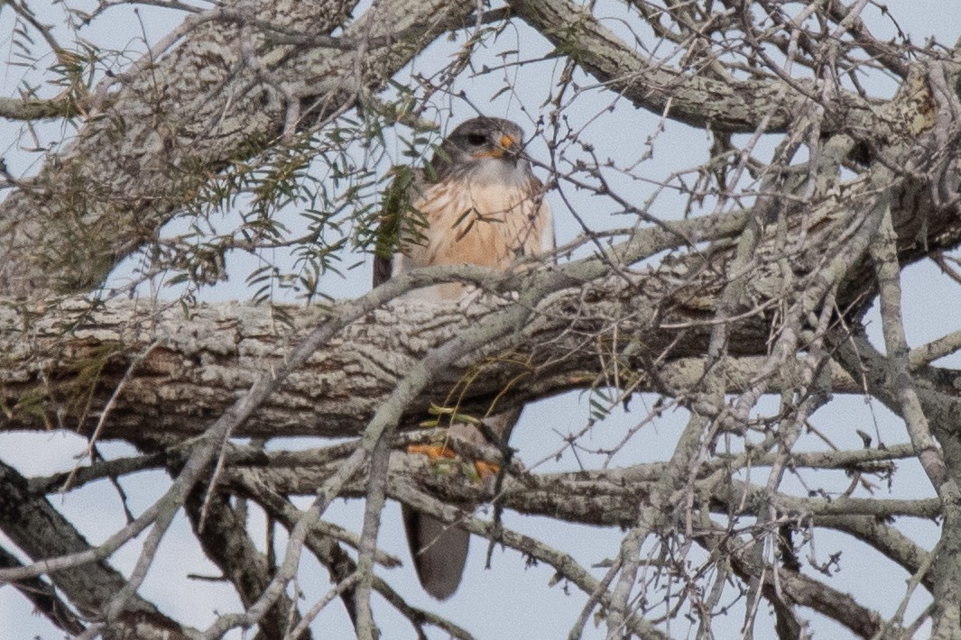 Ferruginous Hawk - ML646719717