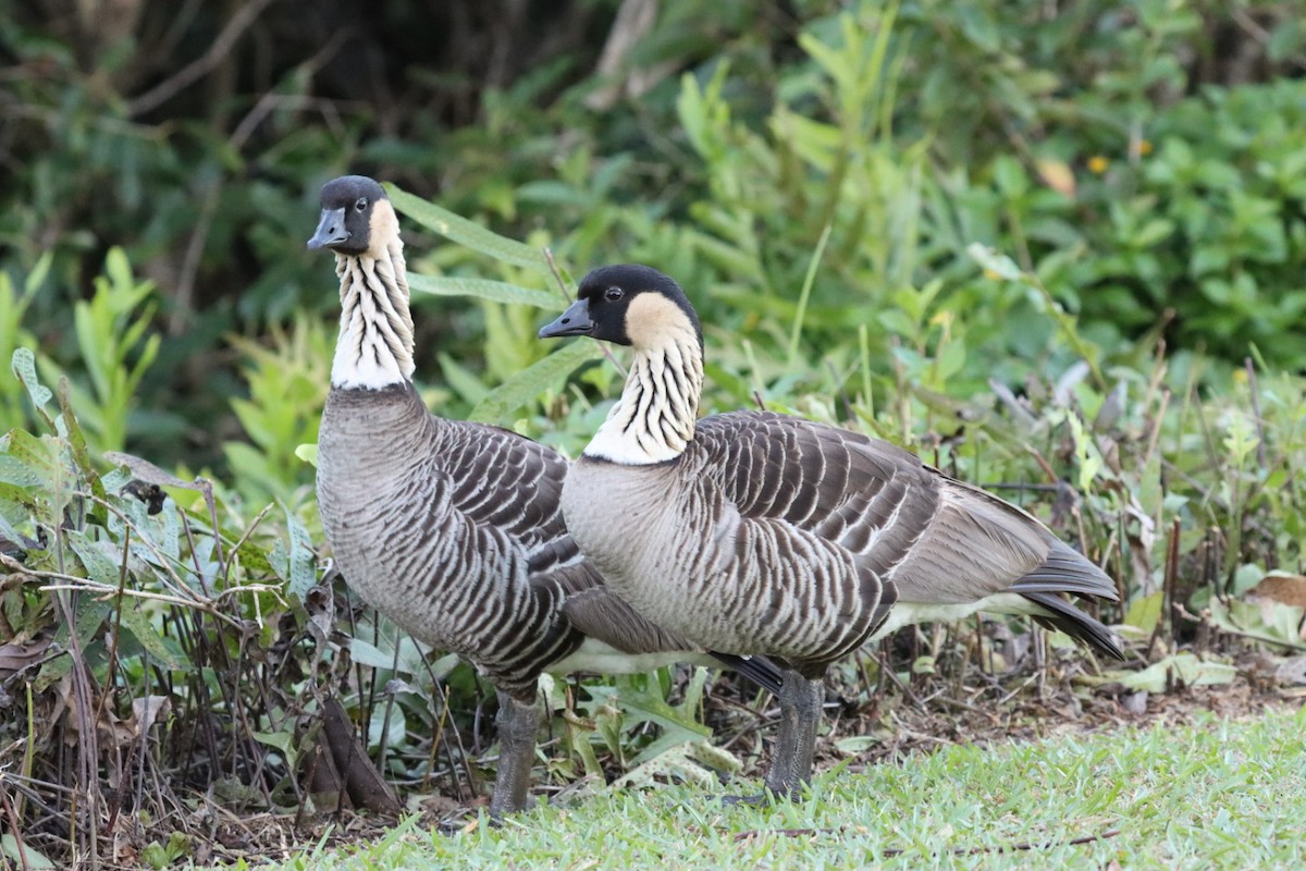 Hawaiian Goose - ML646719722