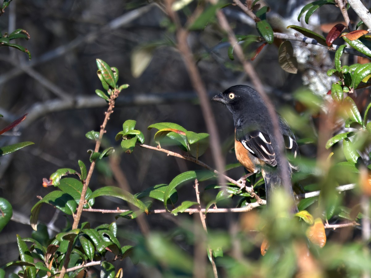 Тауї східний - ML646719723