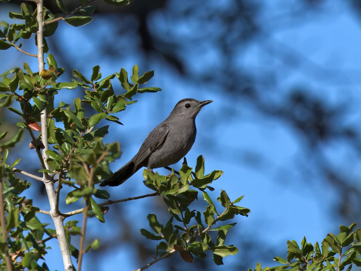 Пересмішник сірий - ML646719726