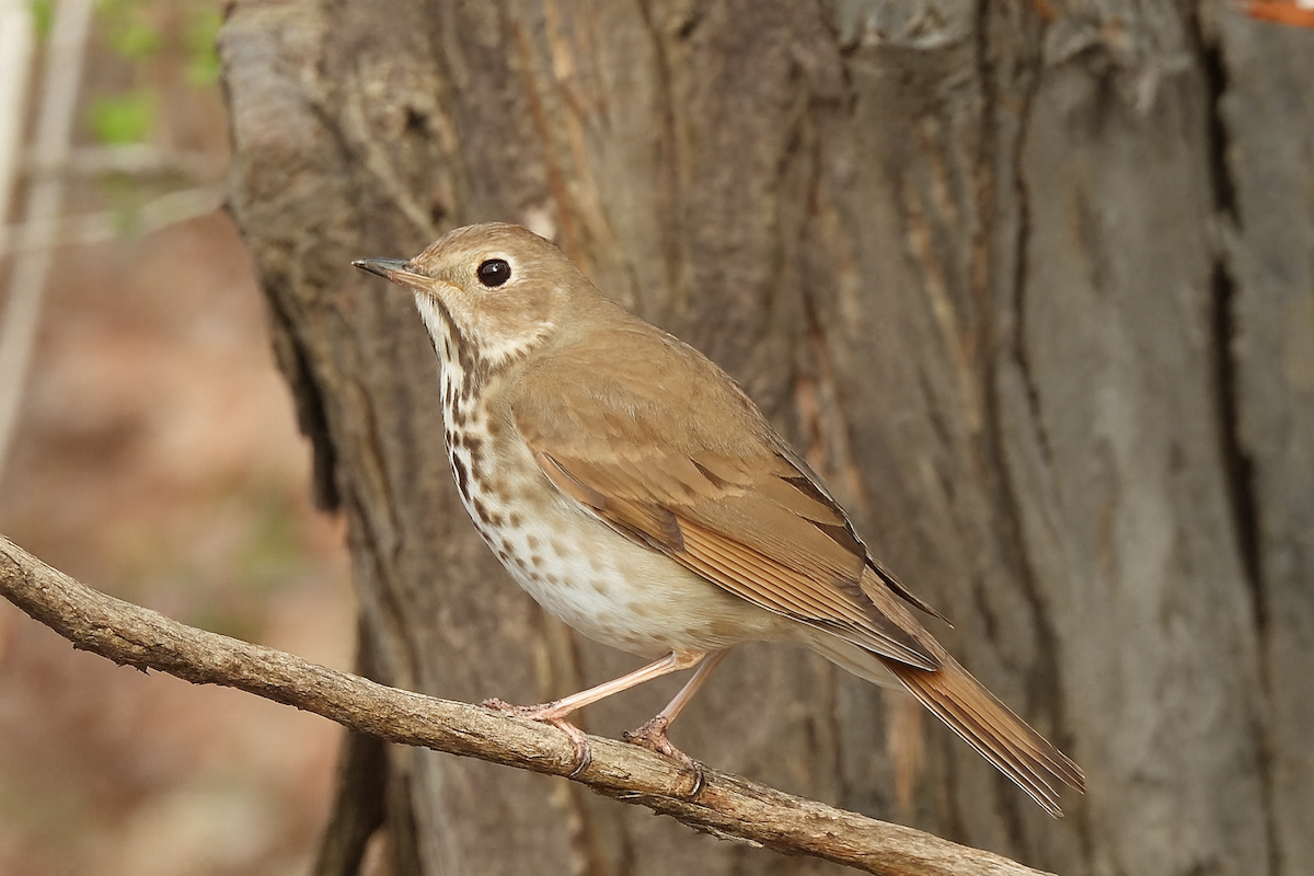 Hermit Thrush - ML646719727