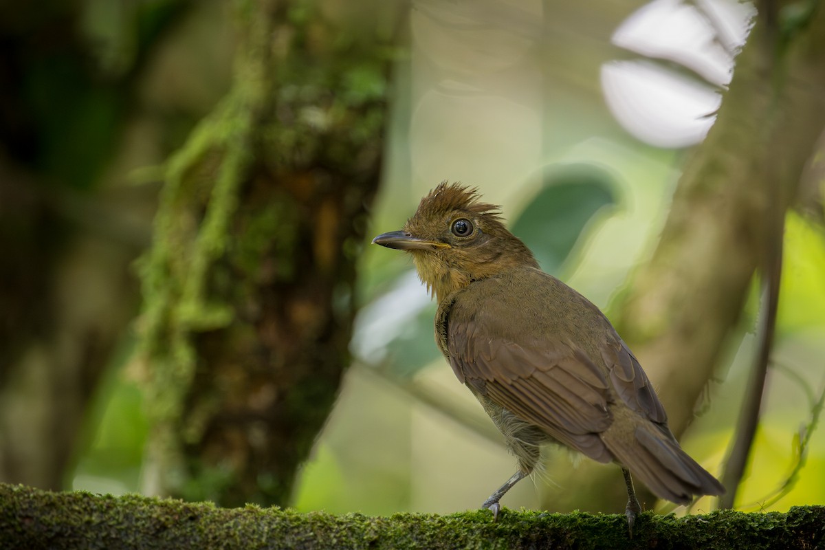 Brown-winged Schiffornis - ML646719728