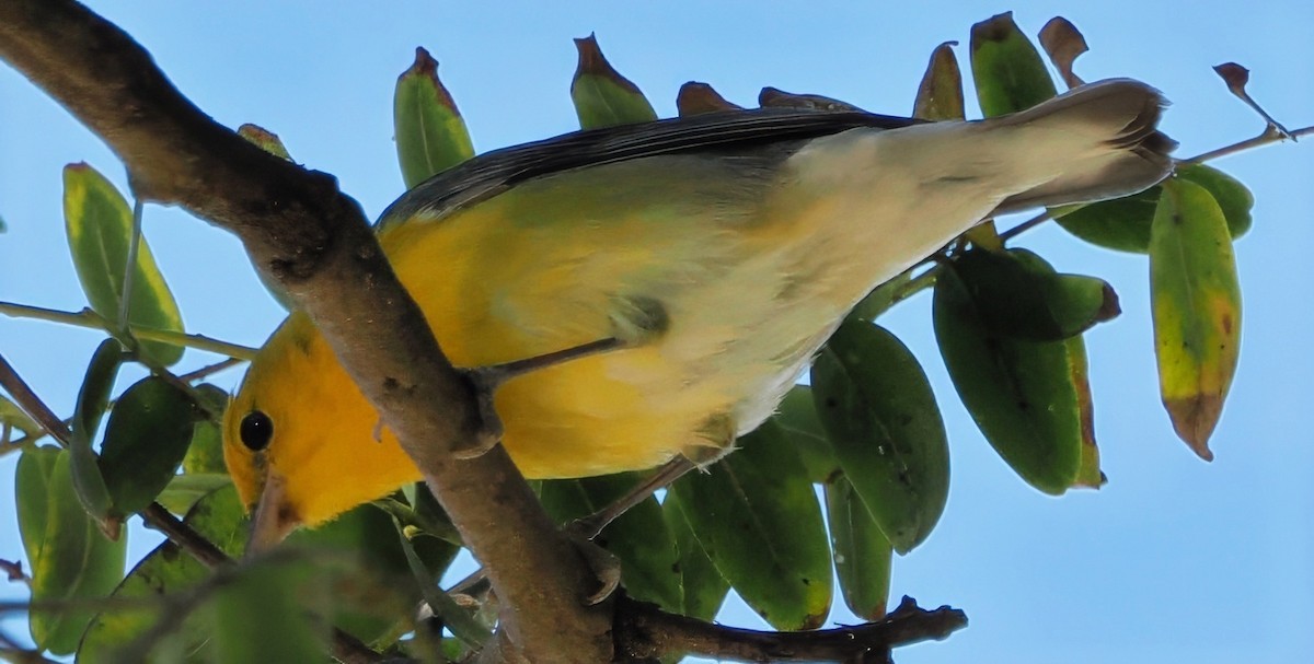 Prothonotary Warbler - ML646719734
