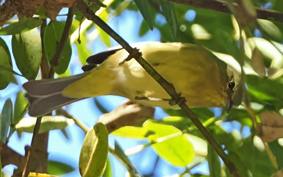 Orange-crowned Warbler - ML646719742