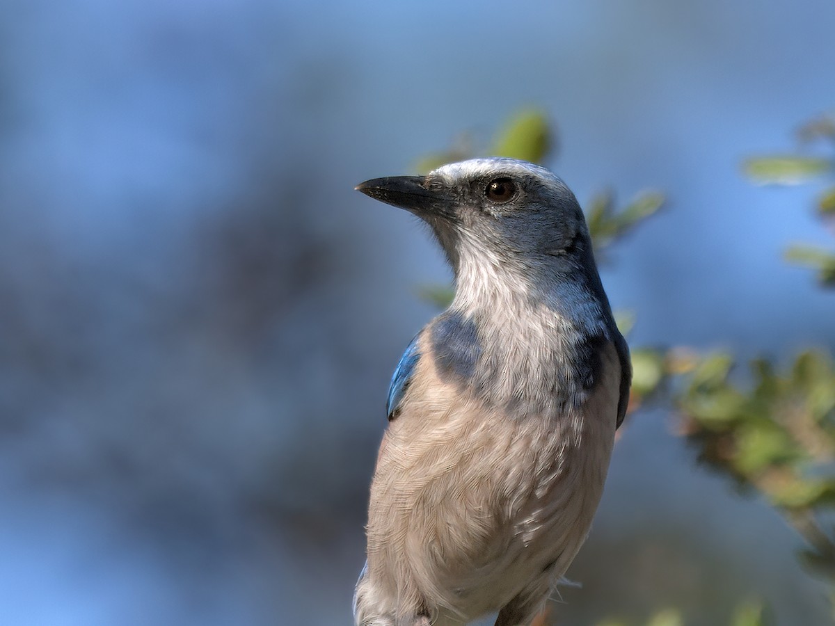 Сойка чагарникова - ML646719743