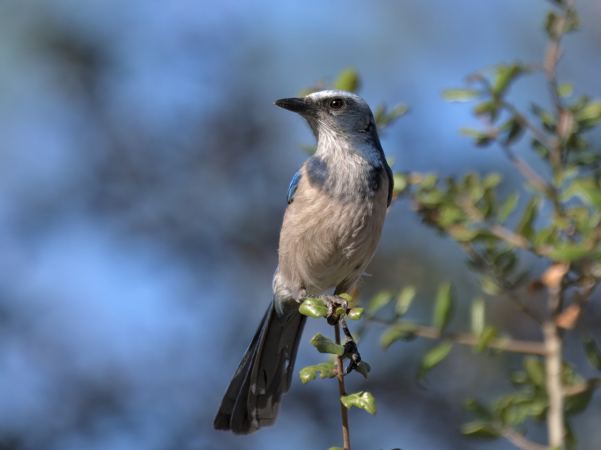 Сойка чагарникова - ML646719744
