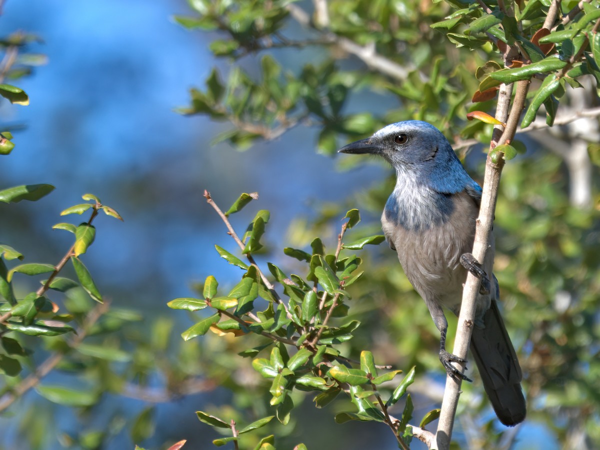 Сойка чагарникова - ML646719745