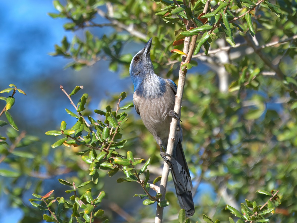 Сойка чагарникова - ML646719746