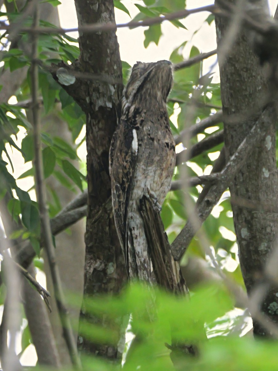 Klagetagschläfer - ML646719747