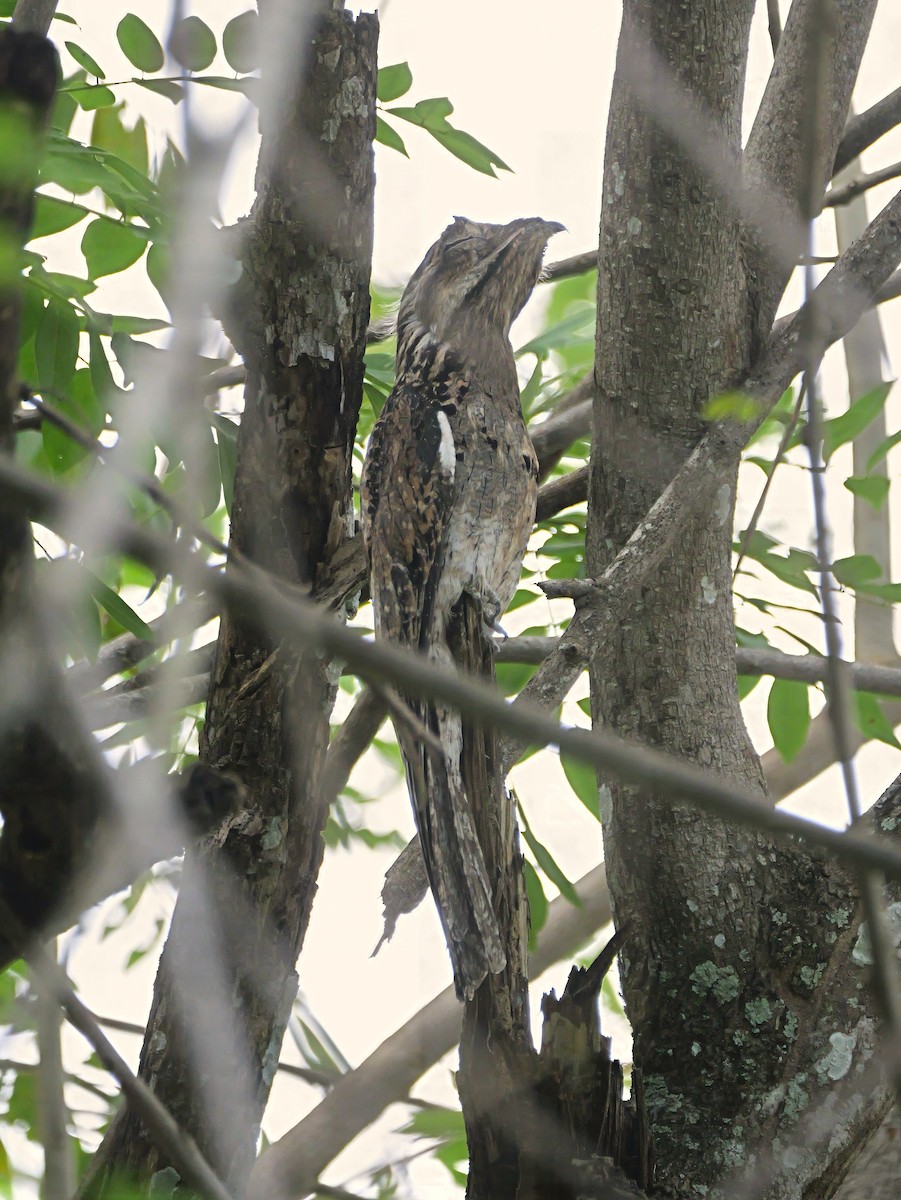 Klagetagschläfer - ML646719748