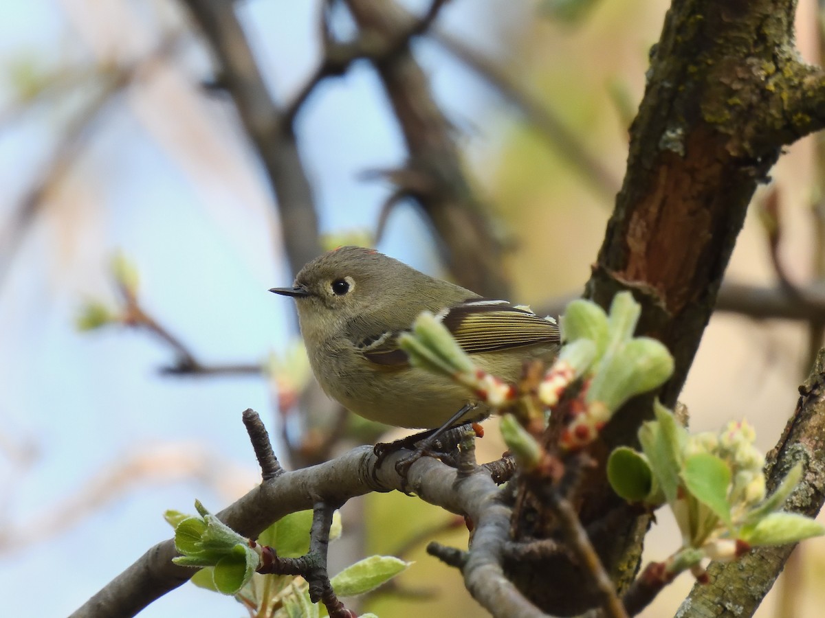 Ruby-crowned Kinglet - ML646719749