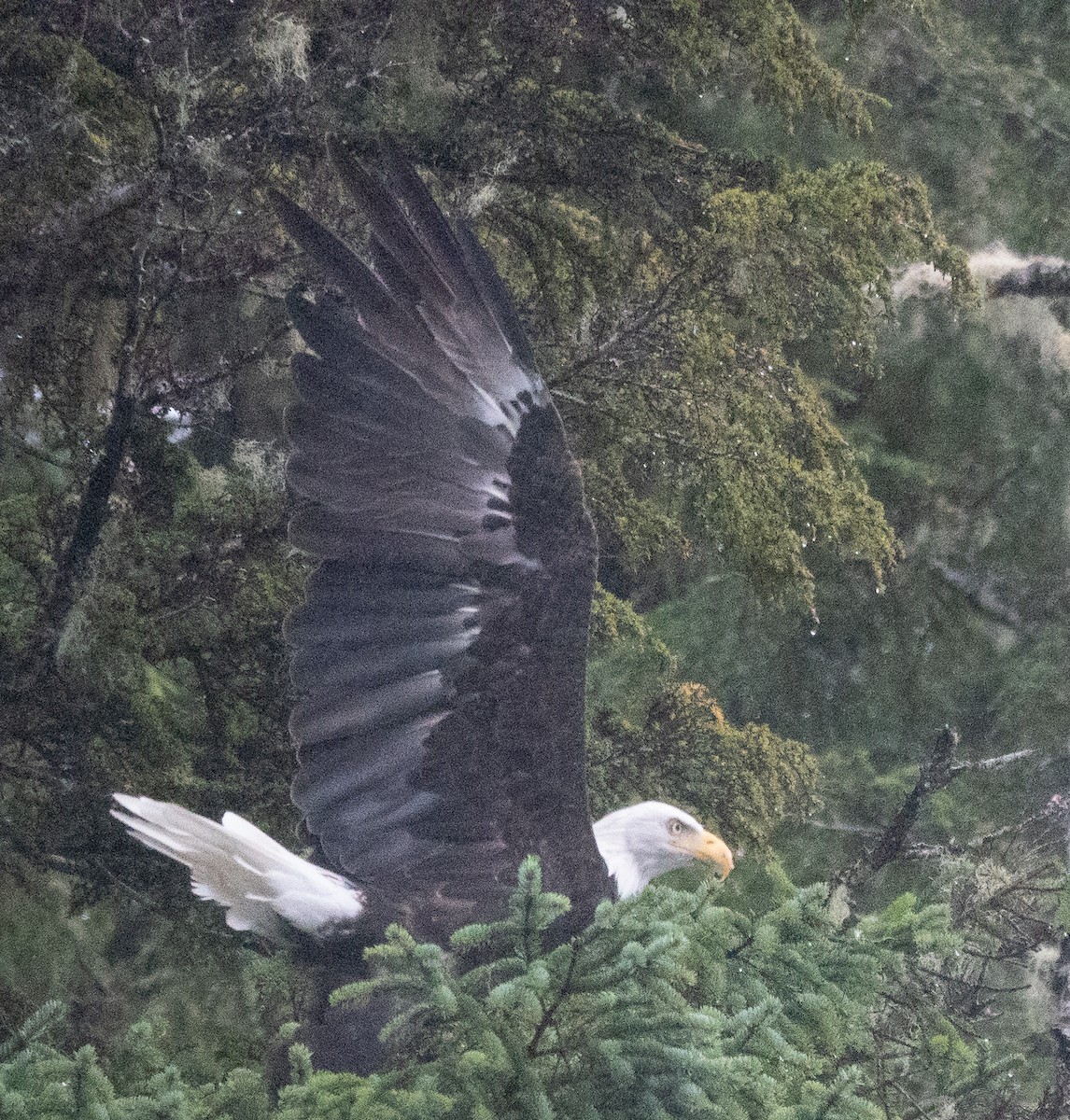 Itsas arrano buruzuria - ML646719750