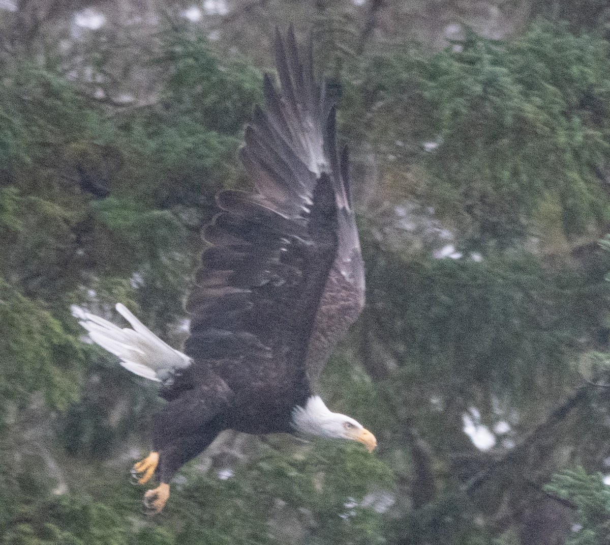 Itsas arrano buruzuria - ML646719751