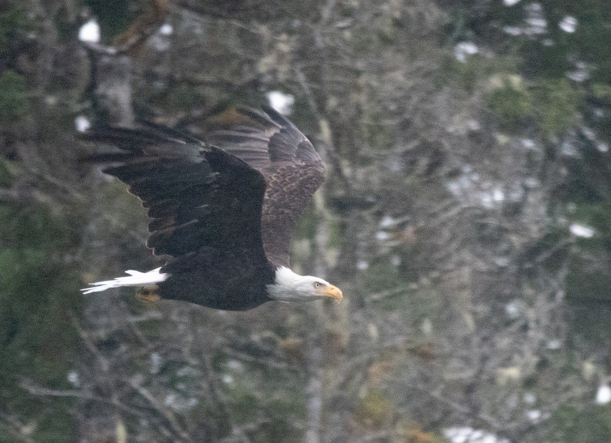 Itsas arrano buruzuria - ML646719752