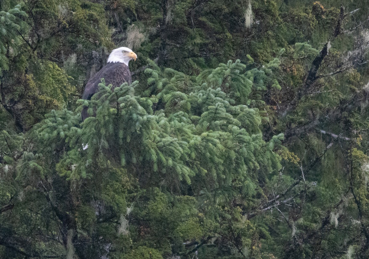 Itsas arrano buruzuria - ML646719753