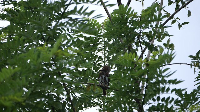 Ferruginous Pygmy-Owl - ML646719755