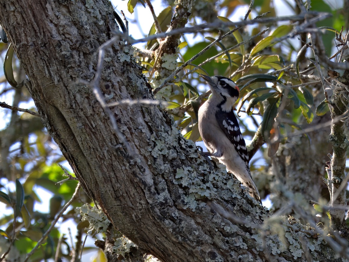 Дятел пухнастий - ML646719756
