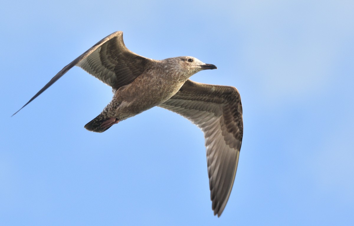 Gaviota Argéntea Americana - ML646719757
