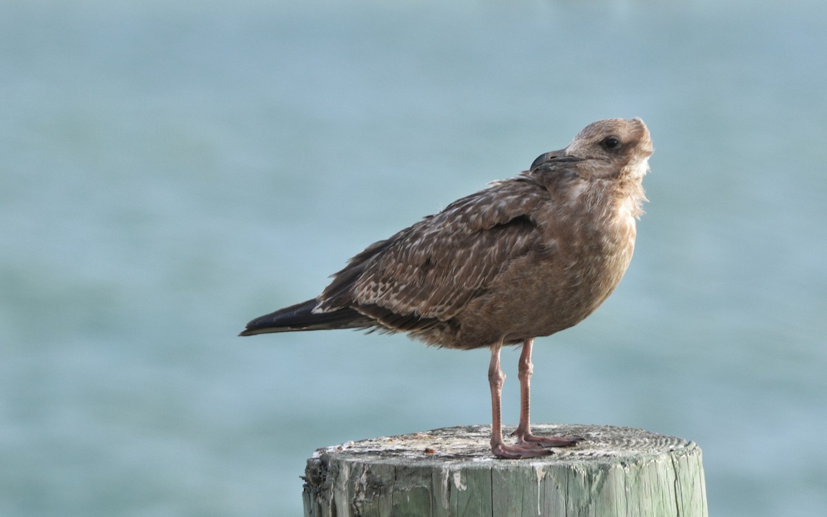 Gaviota Argéntea Americana - ML646719758