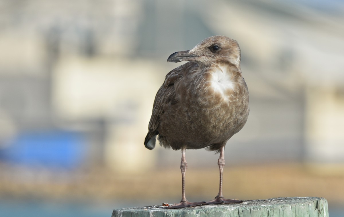 Gaviota Argéntea Americana - ML646719759